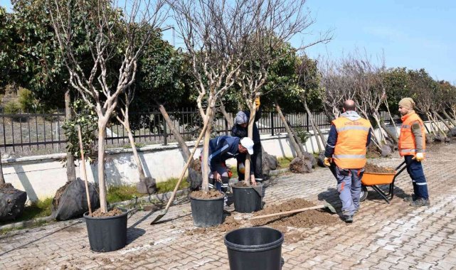 Altınova'da sökülen ağaçlara bakım