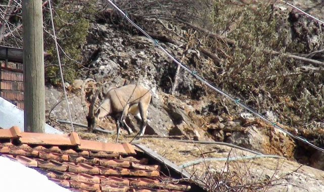 Antalya'da mahallenin ürkek misafirleri
