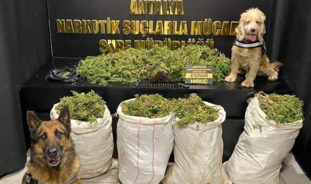 Antalya'da uyuşturucu operasyonunda 50 kilo esrar ele geçirildi