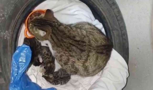 Apartmanda doğum yapan kedi ve yavrulara vatandaşlar sahip çıktı