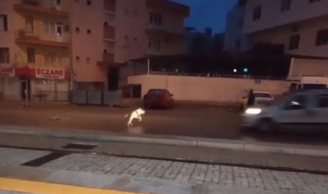 Aracın çarptığı pitbulldan videosunu çeken vatandaşa 'iyiyim' pozu