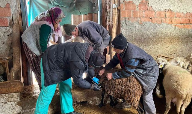 Aslanapa Canlı Hayvan Pazarı küçükbaş hayvan girişlerine açıldı