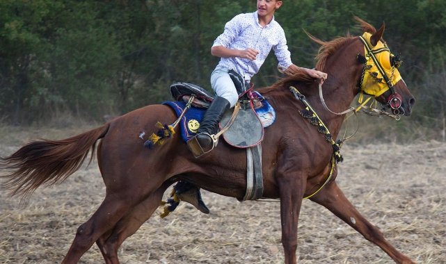 Atların çarpışması sonucu ağır yaralanan genç ciritçi yaşam mücadelesi veriyor