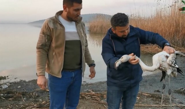Ayağı kırılan flamingoyu kurtardılar