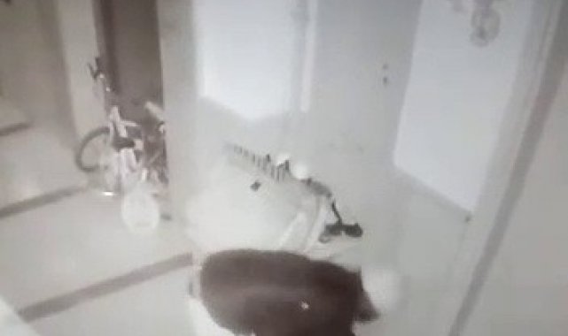 Ayakkabı hırsızları kameralara yakalandı