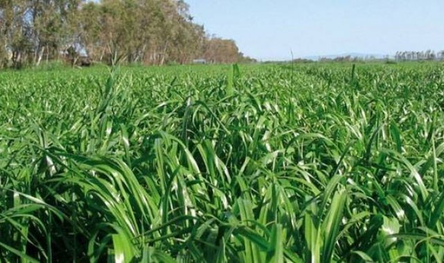 Aydın'da çiftçilere 90 milyonluk destek ödemesi başladı