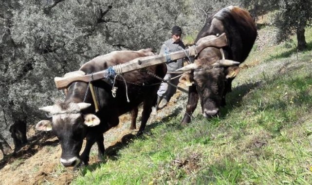 Aydın&#039;da öküzler ve kara saban teknolojiye meydan okuyor