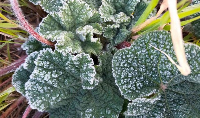 Aydın'da zirai don bekleniyor