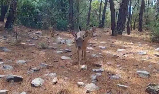 Aydın&#039;daki yaban hayatı görüntülendi