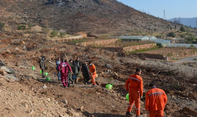 Aydıncık&#039;ta yanan alanlara 70 bin keçiboynuzu fidanı dikildi