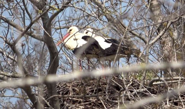Baharın müjdecisi leylekler geldi
