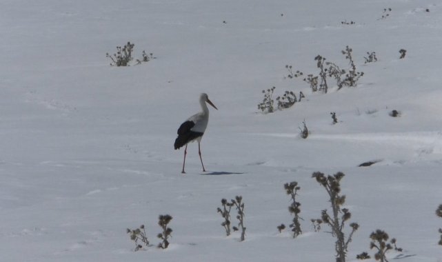 Baharın müjdecisi leylekler Kars'a geldi