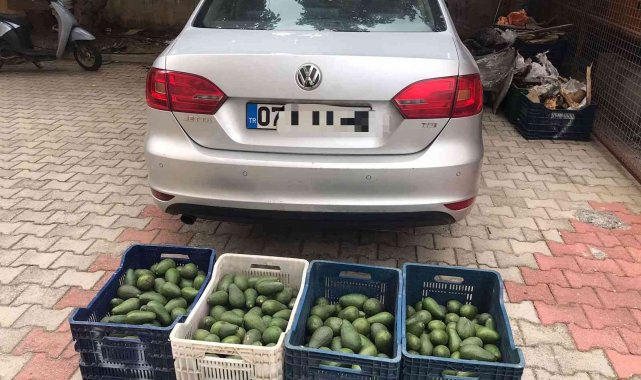 Bahçeden 4 kasa avokado çalan hırsızlık şüphelisi yakalandı