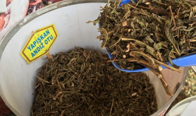 Balgam sıkıntısı yaşayanlar &quot;Yapışkan Andız Otu&quot;nu tercih ediyor