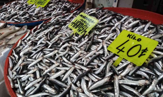 Balık bolluğu yaşanıyor, fiyatlar düşüyor