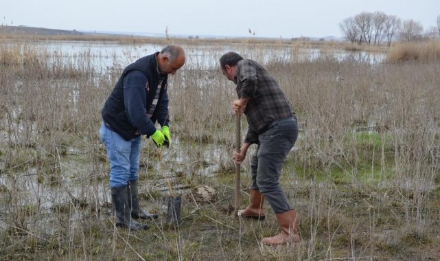 Balıkdamı&#039;nda kuluçkaya yatan kuşlar için söğüt fidanı dikildi