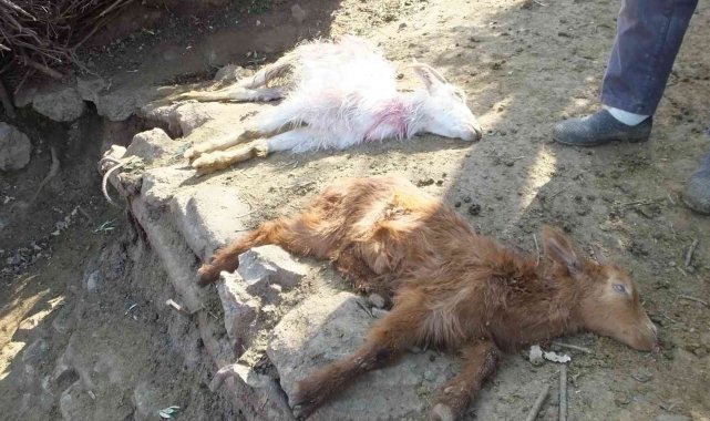 Balıkesir'de sahipsiz köpekler keçileri parçaladı