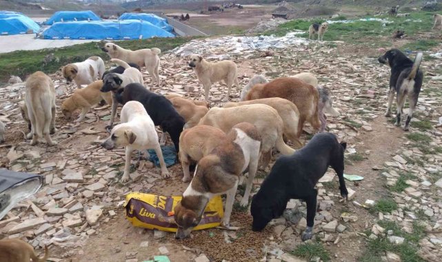 Bandırma Belediyesi ve üniversite öğrencileri sokak canları için buluştu