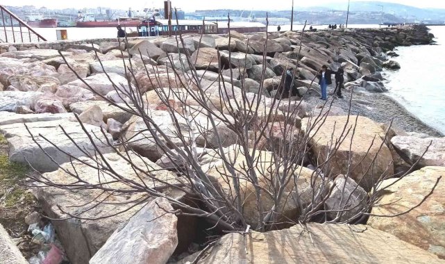 Bandırma&#039;da kayalıklar arasından fışkıran incir ağacı şaşırtıyor