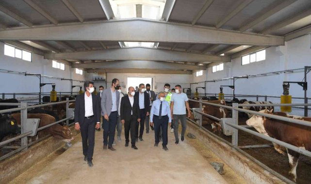 Başkan Büyükkılıç: &quot;Beydeğirmeni&#039;nde besicilere büyük fırsat&quot;