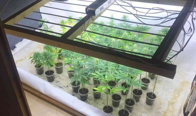 Başkent'te 152 kök Hint keneviri ele geçirildi