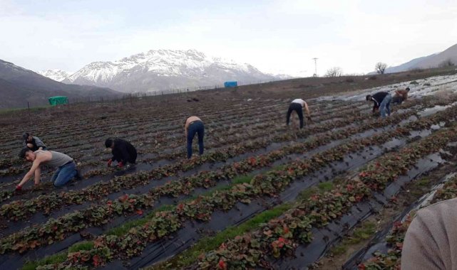 Batman'da çilek bahçelerinde budama çalışmaları başladı