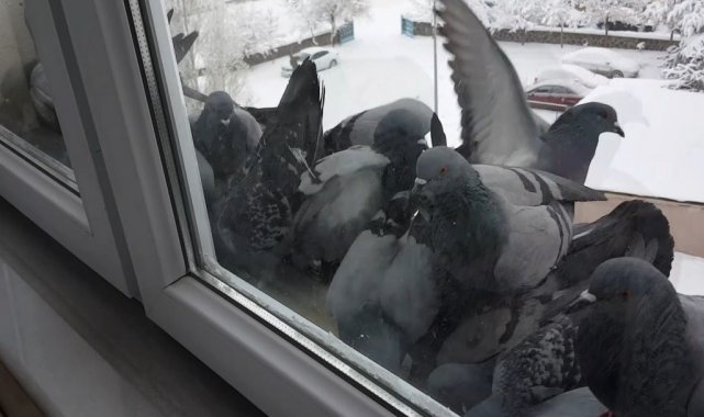 Bayburt buz kesti, aç kalan güvercinler pencerelerin önüne bırakılan yemlere akın etti