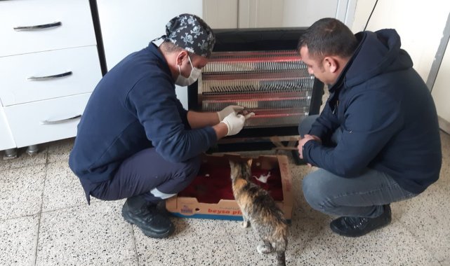 Belediye ekiplerinden yavru kedilere şefkat eli
