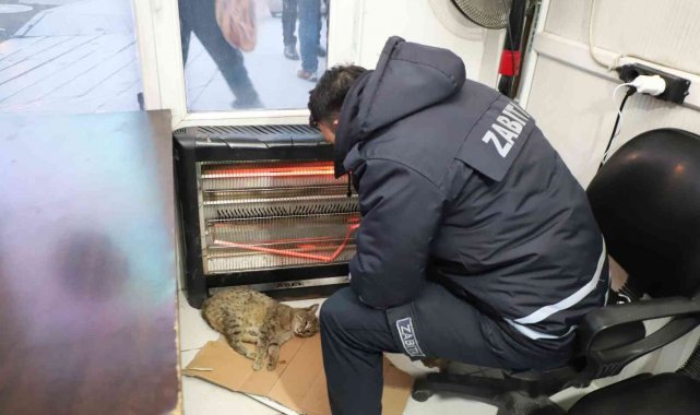 Belediye ekiplerinin sahip çıktığı kedi kurtarılamadı