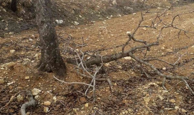 Besni'de kimliği belirsiz şahıslar fıstık ağaçlarına zarar verdi