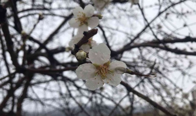 Bilecik'te baharın habercisi bademler çiçek açtı