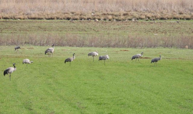 Binlerce göçmen kuş Gölbaşı&#039;nda konakladı