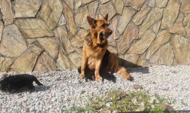 Bir ilke imza attı, yavrularını yiyen K-9 köpeği tedavi edildi