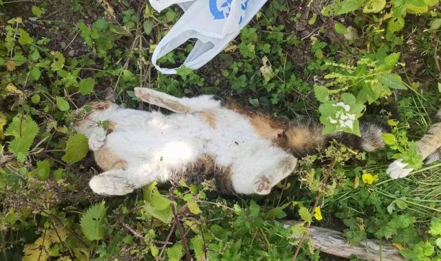 Bodrum&#039;da 9 hayvanın zehirlenerek öldürülmesiyle ilgili soruşturma başlatıldı