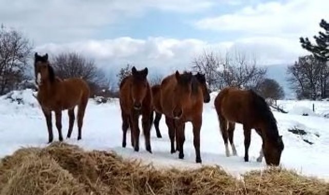 Bolu'da aç kalan yılkı atları beslendi