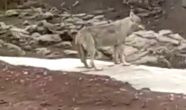 Bozkurtları gören tır şoförünün şaşkınlığı