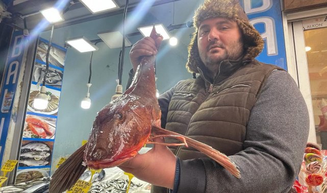 Bu kırlangıç balığı 800 TL