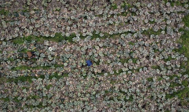 Bu yıl bu sebze eken üreticinin yüzü güldü