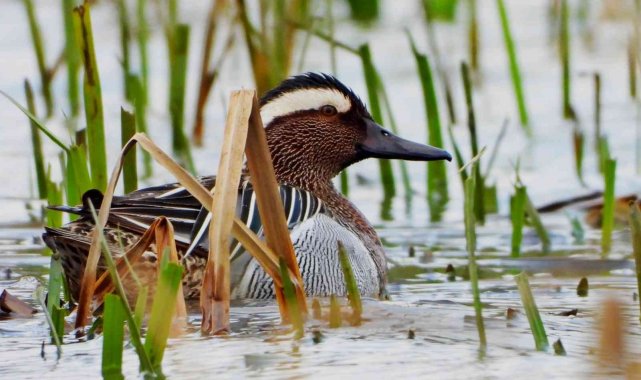 Bu yılın ilk ördeği Hersek Lagününde