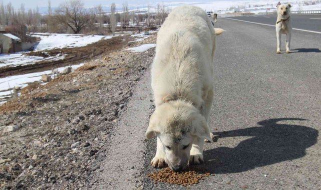 Bünyan Belediyesi ekipleri yaban hayvanları için yem bıraktı