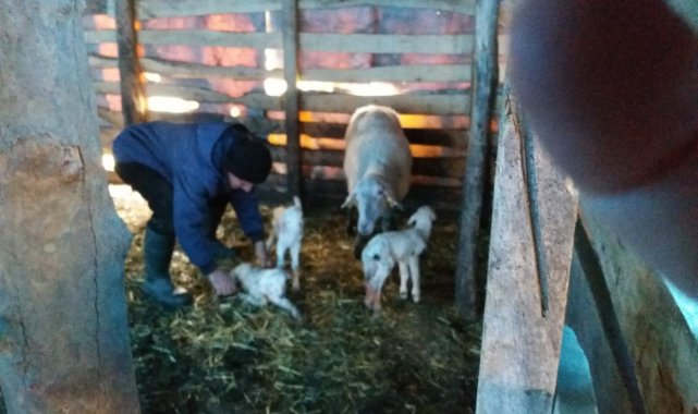 Burhaniyeli çobanın üçüz koyun sevinci