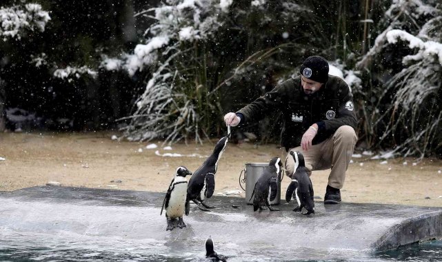 Bursa&#039;da kar altında penguenlerin beslenme saati
