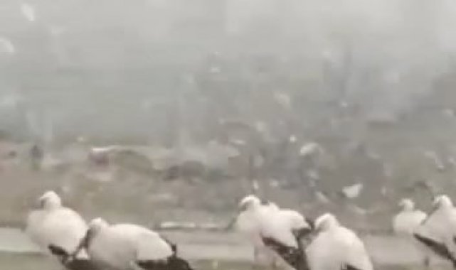 Bursa&#039;da soğuktan donmak üzere olan leylekler kamerada