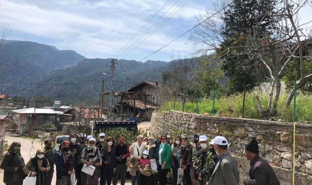 Büyükşehir Akseki&#039;de defne fidanı dağıtıp defne sabunu yapımını anlattı