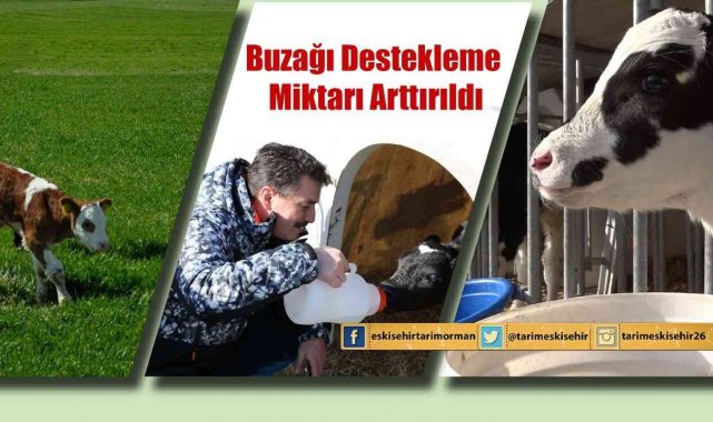 Buzağı destekleme miktarı arttırıldı