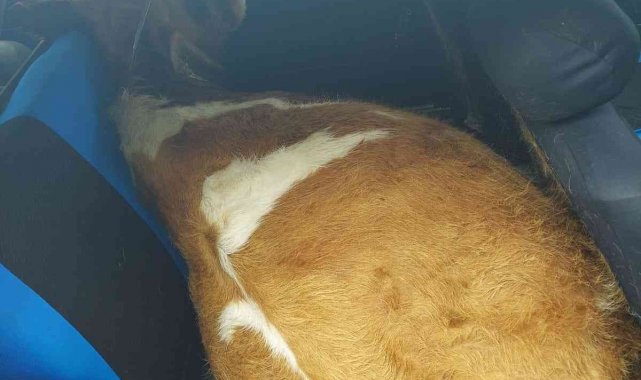 Çaldığı ineği otomobilin arka koltuğuna gizledi