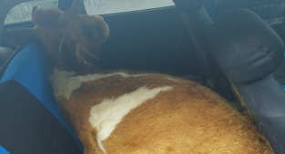 Çalınan İnek, Otomobilin Arka Koltuğundan Çıktı.