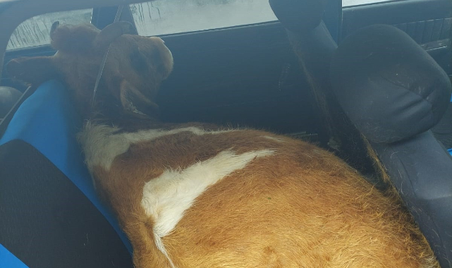 Çalınan İnek, Otomobilin Arka Koltuğundan Çıktı.