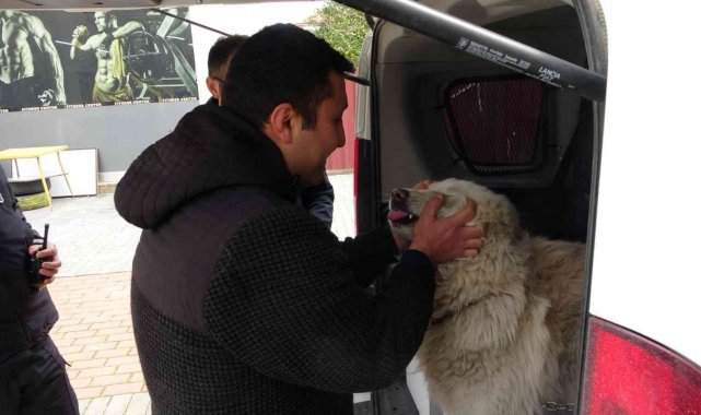 Çalınan köpeğine 2 hafta sonra kavuştu