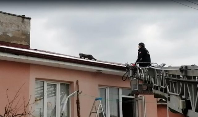 Çatıda mahsur kalan kedi itfaiye ekiplerince kurtardı
